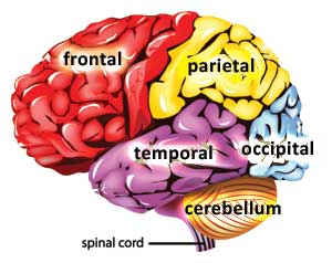 parts of the brain